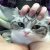 😒 Эмодзи «Cats #animals #cat #meme #cute» для Telegram