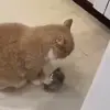 😾 Эмодзи «Cats #animals #cat #meme #cute» для Telegram