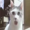 😟 Эмодзи «Cats #animals #cat #meme #cute» для Telegram