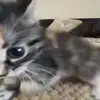 🤨 Эмодзи «Cats #animals #cat #meme #cute» для Telegram
