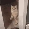 😰 Эмодзи «Cats #animals #cat #meme #cute» для Telegram
