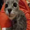 🤥 Эмодзи «Cats #animals #cat #meme #cute» для Telegram