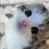 🙂 Эмодзи «Cats #animals #cat #meme #cute» для Telegram