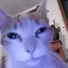 🫤 Эмодзи «Cats #animals #cat #meme #cute» для Telegram