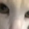 🙄 Эмодзи «Cats #animals #cat #meme #cute» для Telegram