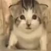 😦 Эмодзи «Cats #animals #cat #meme #cute» для Telegram