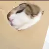 😳 Эмодзи «Cats #animals #cat #meme #cute» для Telegram