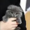 🧐 Эмодзи «Cats #animals #cat #meme #cute» для Telegram