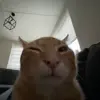 😐 Эмодзи «Cats #animals #cat #meme #cute» для Telegram