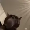 👏 Эмодзи «Cats #animals #cat #meme #cute» для Telegram
