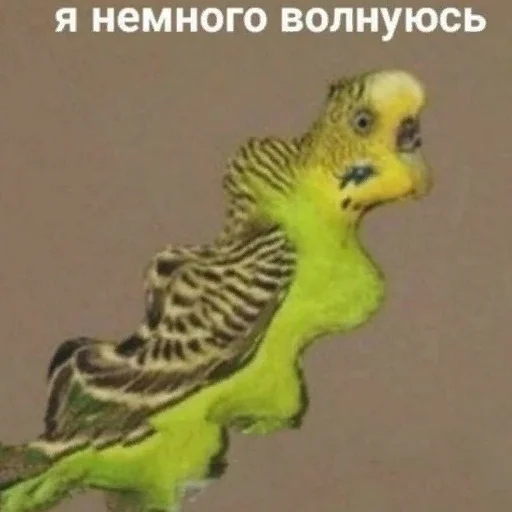 Стикерпак *Мемы на все случаи жизни* для Telegram — скачать