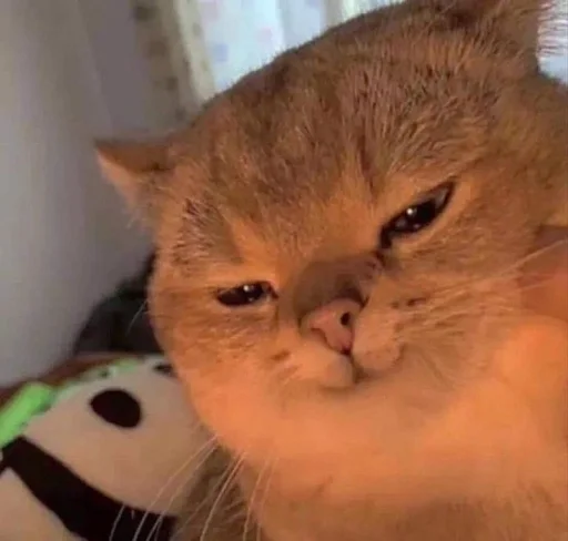 😈 Стикер «Catto» для Telegram