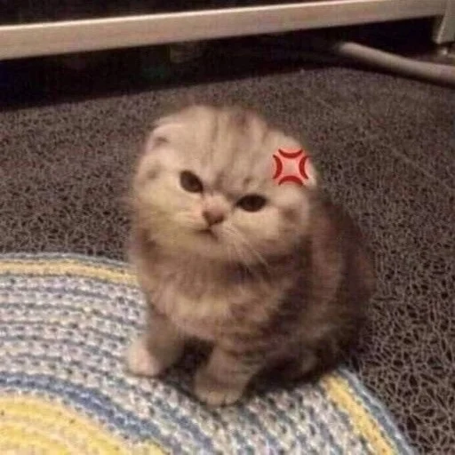 💢 Стикер «Catto» для Telegram