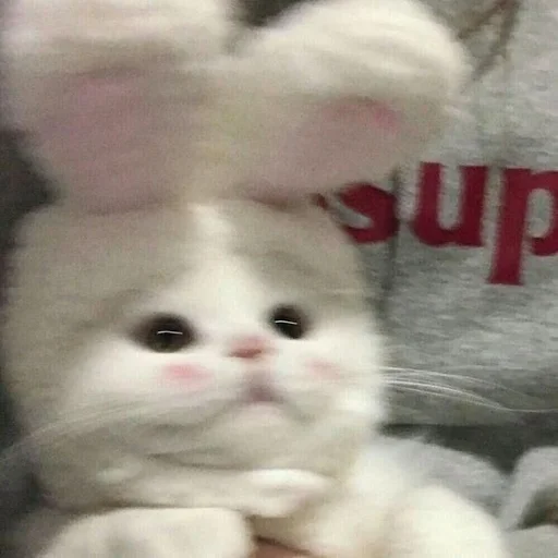 🐰 Стикер «Catto» для Telegram
