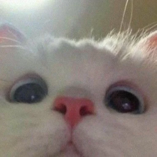 👀 Стикер «Catto» для Telegram