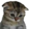 🐱 Эмодзи «garbage» для Telegram