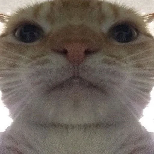 Стикерпак Meme Cat для Telegram — скачать