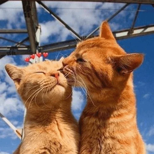 ❤️ Стикер «Meme Cat» для Telegram