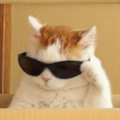 😎 Стикер «Meme Cat» для Telegram