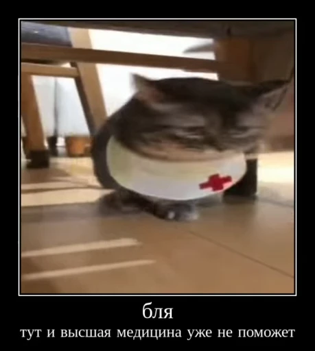 😺 Стикер «gboard&;s cats (mostly)» для Telegram