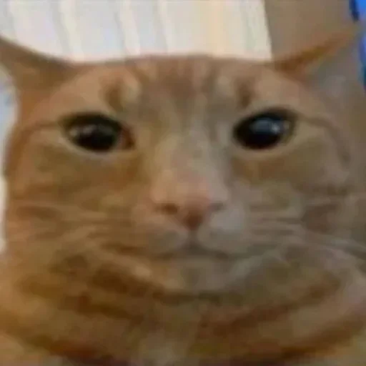 🤔 Стикер «gboard&;s cats (mostly)» для Telegram