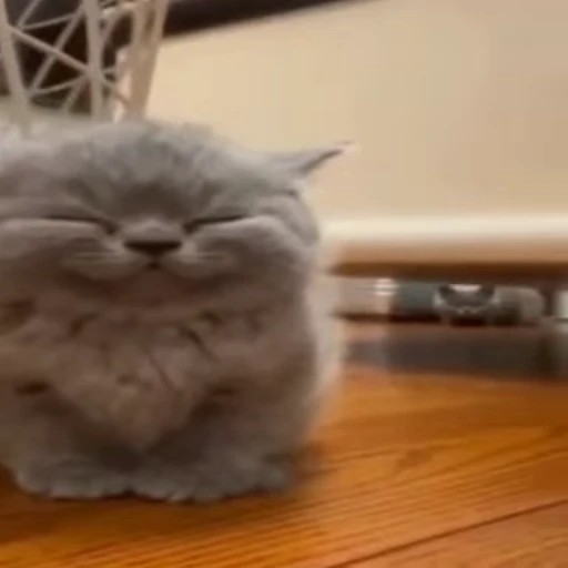 😌 Стикер «gboard&;s cats (mostly)» для Telegram