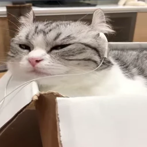 😺 Стикер «gboard&;s cats (mostly)» для Telegram