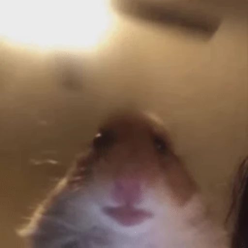 🐹 Стикер «gboard&;s cats (mostly)» для Telegram