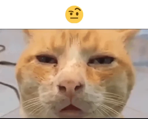 🤨 Стикер «gboard&;s cats (mostly)» для Telegram
