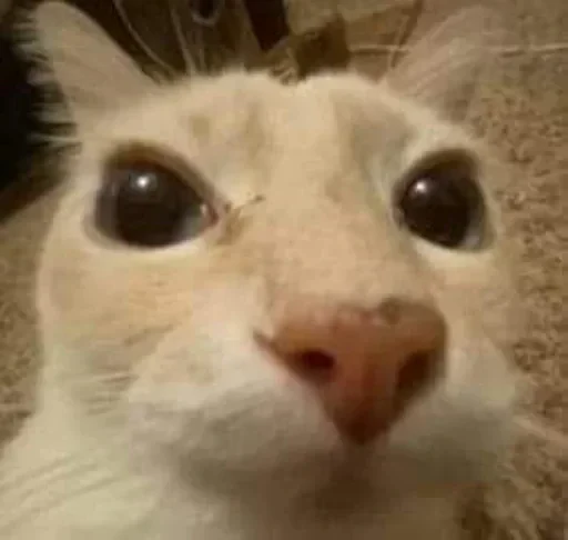 🤔 Стикер «gboard&;s cats (mostly)» для Telegram