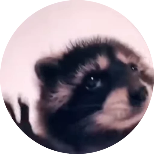 🥳 Стикер «gboard&;s cats (mostly)» для Telegram