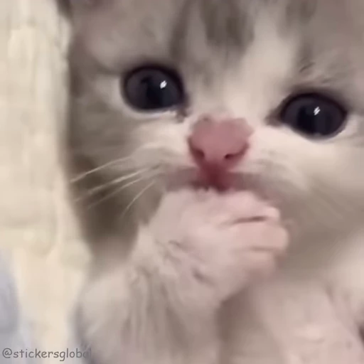 😈 Стикер «Kanji Cats» для Telegram