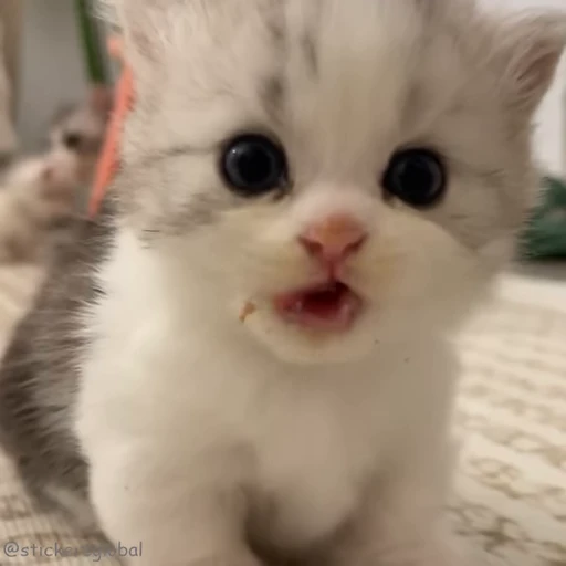 😋 Стикер «Kanji Cats» для Telegram