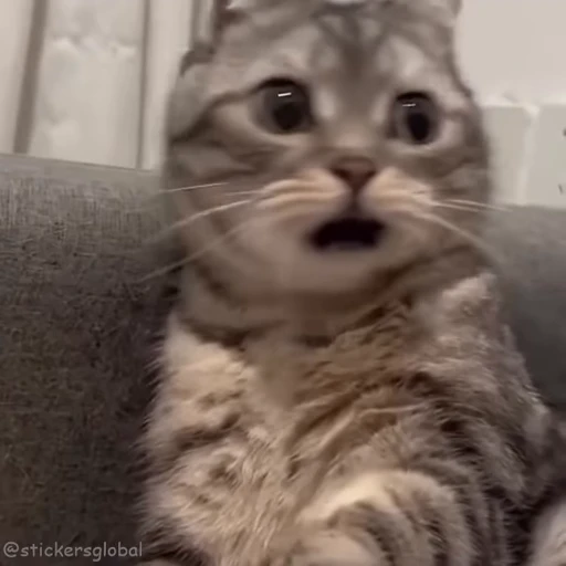 😳 Стикер «Kanji Cats» для Telegram