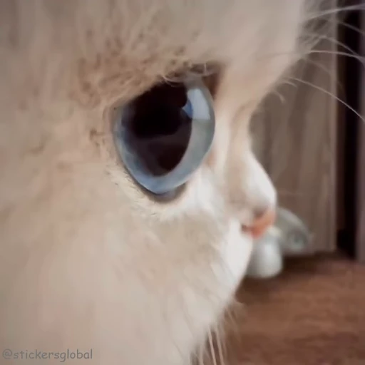 😑 Стикер «Kanji Cats» для Telegram