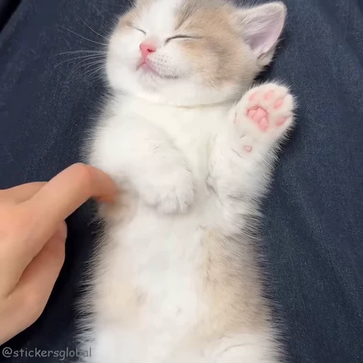 🥰 Стикер «Kanji Cats» для Telegram