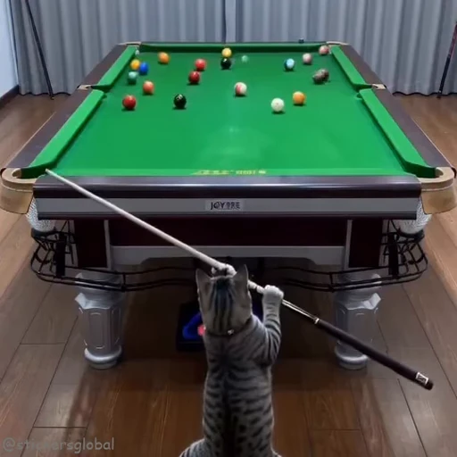 🎱 Стикер «Kanji Cats» для Telegram