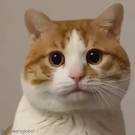 🤨 Стикер «Kanji Cats» для Telegram