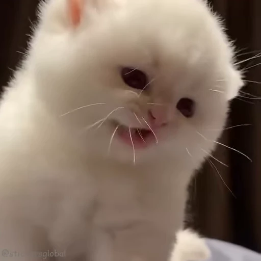 😞 Стикер «Kanji Cats» для Telegram