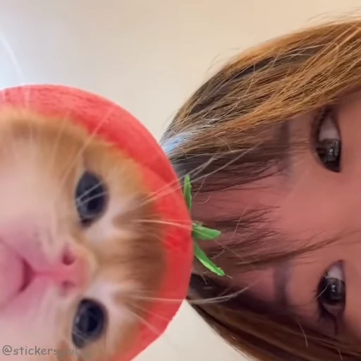 👀 Стикер «Kanji Cats» для Telegram