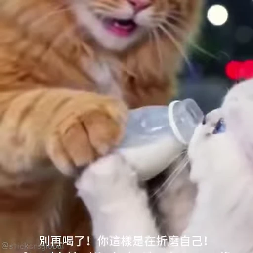 🤣 Стикер «Kanji Cats» для Telegram