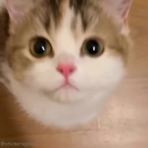 🥹 Стикер «Kanji Cats» для Telegram