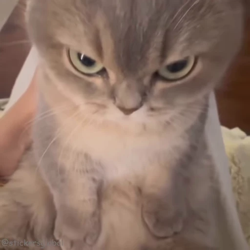😠 Стикер «Kanji Cats» для Telegram