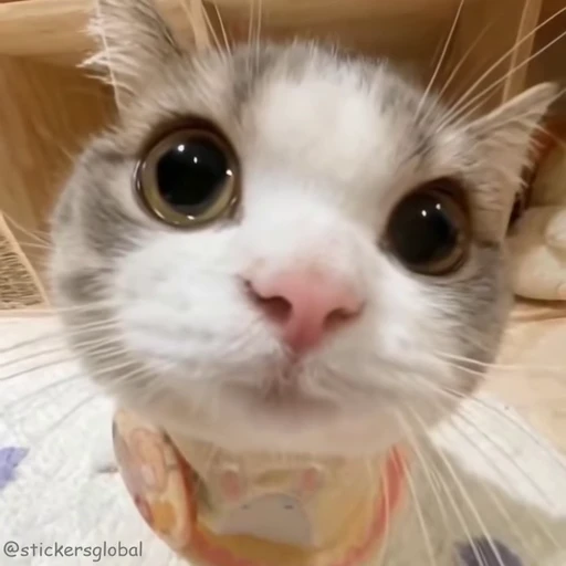🙂 Стикер «Kanji Cats» для Telegram