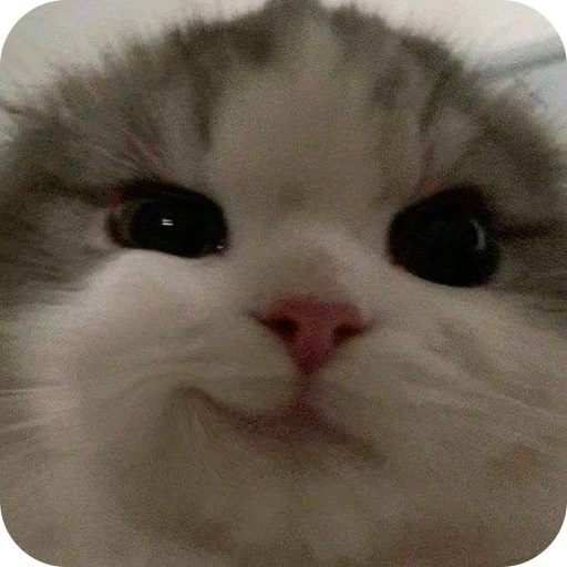 🫣 Стикер «Paws» для Telegram