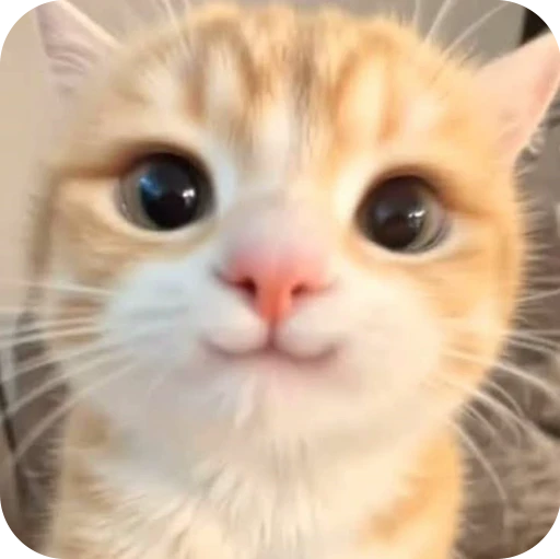 😏 Стикер «Paws» для Telegram