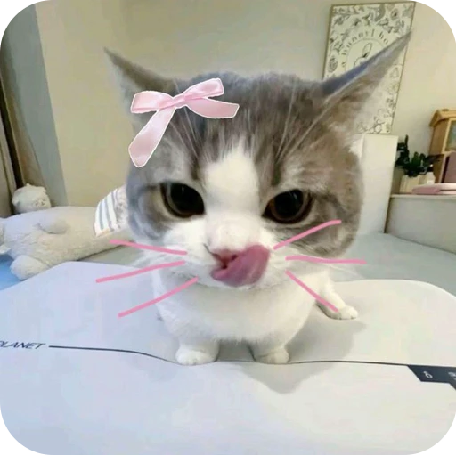 😋 Стикер «Paws» для Telegram