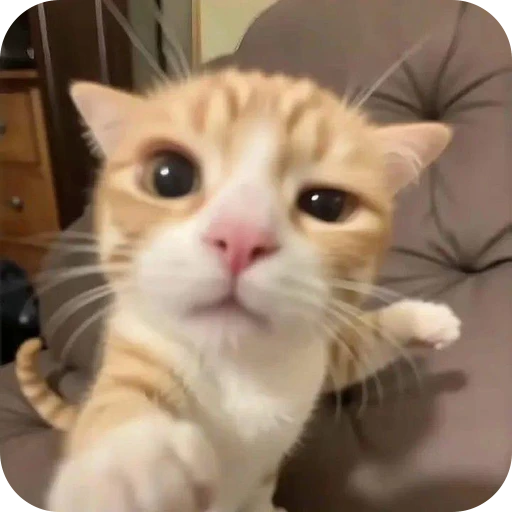 🤨 Стикер «Paws» для Telegram