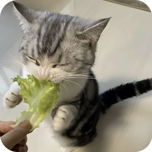 😋 Стикер «Paws» для Telegram