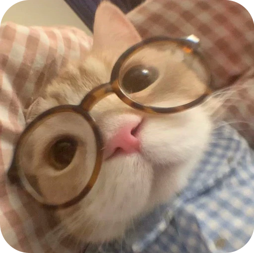 🤓 Стикер «Paws» для Telegram